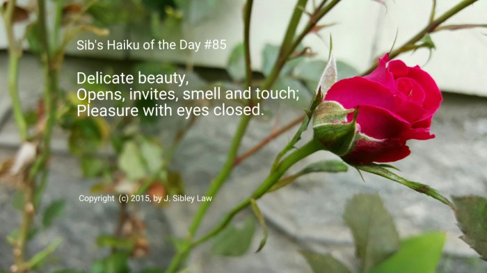 Sibs Haiku 085