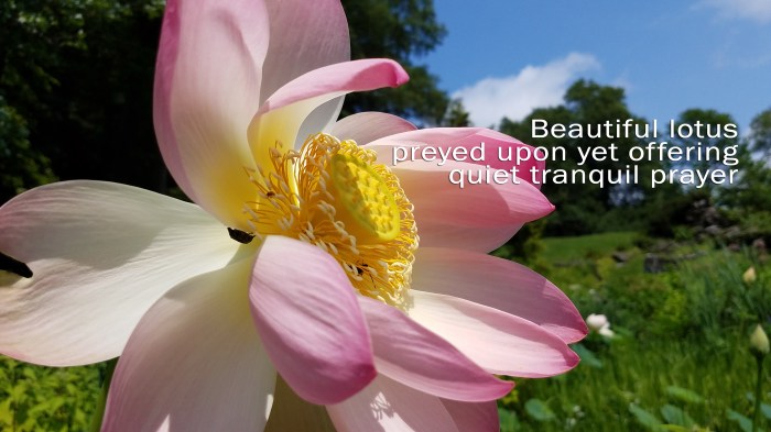 Haiku #151 Updated.jpg